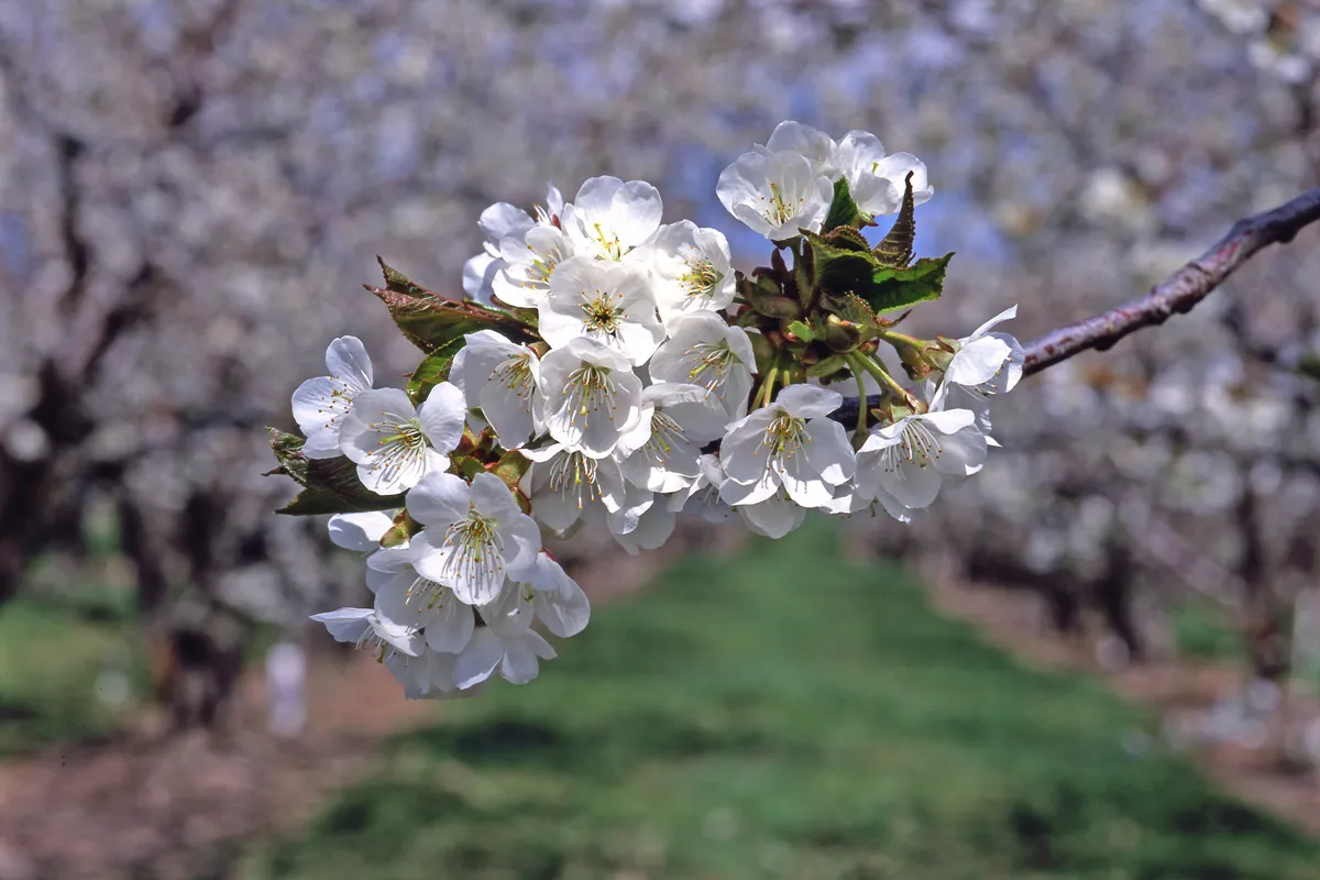 BlossomsBranch_1200x800px